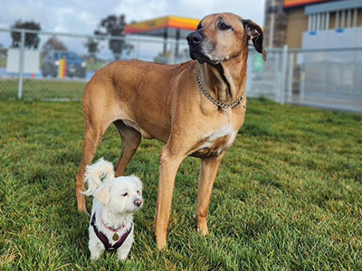 Dogs at a Love's Dog Park